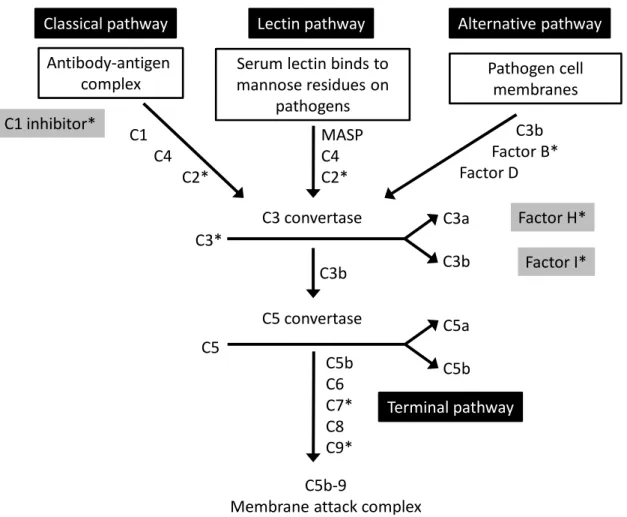 Figure 1. The complement cascade. Complement regulators are shown in grey boxes. 