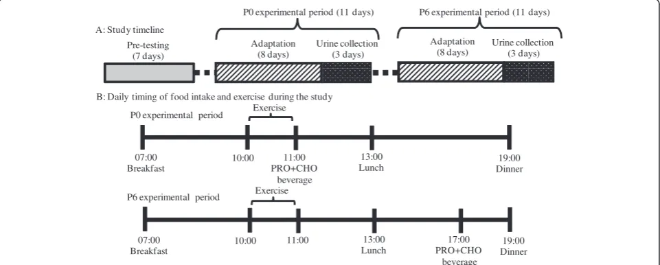Figure 1 Experimental schedule. Subjects were intake of protein (0.3 g/kg body weight) and carbohydrate (0.8 g/kg body weight) immediatelyafter (P0 experimental period) or 6 h (P6 experimental period) after resistance exercise session