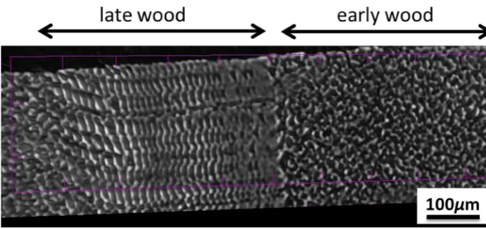 Fig. 6  Relationship between tance (compressed samples with various compression ratios (circle: uncom-a total light transmittance (τ) or b reflec-ρ) and the thickness in L (close) and T (open) directions of pressed, triangle: 81%, square: 87%)