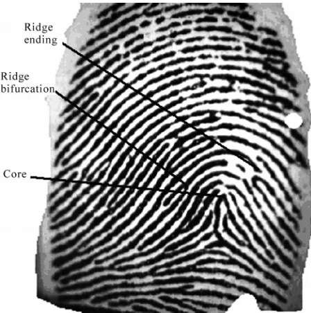 Figure 1. Fingerprint image with minutiae points.  
