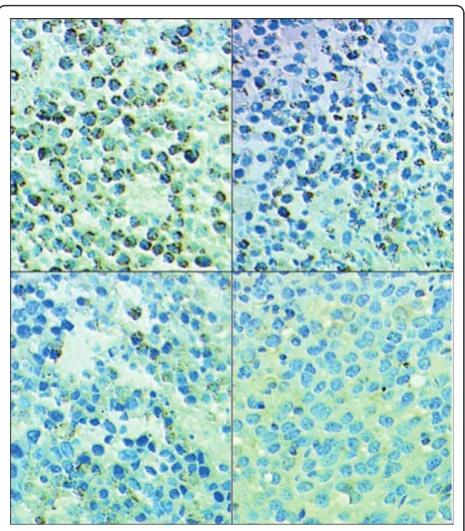 Figure 9 Effects of UTI and TAX on of TNF-a proteinexpression in human breast cancer xenografts inimmunohistochemistry: 1