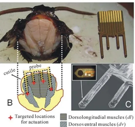 Figure 19. Actuation probes were also used to record mus-cle potentials as an indication of efficient tissue–probe cou-when wing flapping stopped