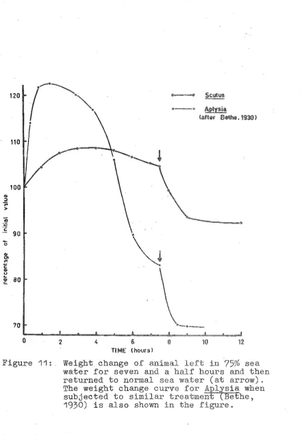 Figure 11:. Weight change of animal water for seven and a 