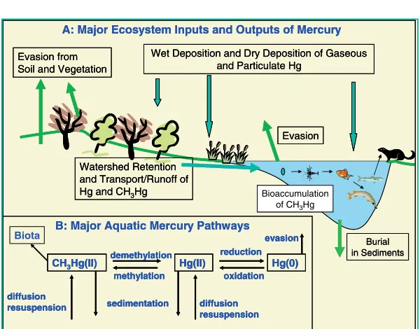 Fig. 8. Major ecosystem inputs and outputs (A) and aquatic pathways of mercury (B).