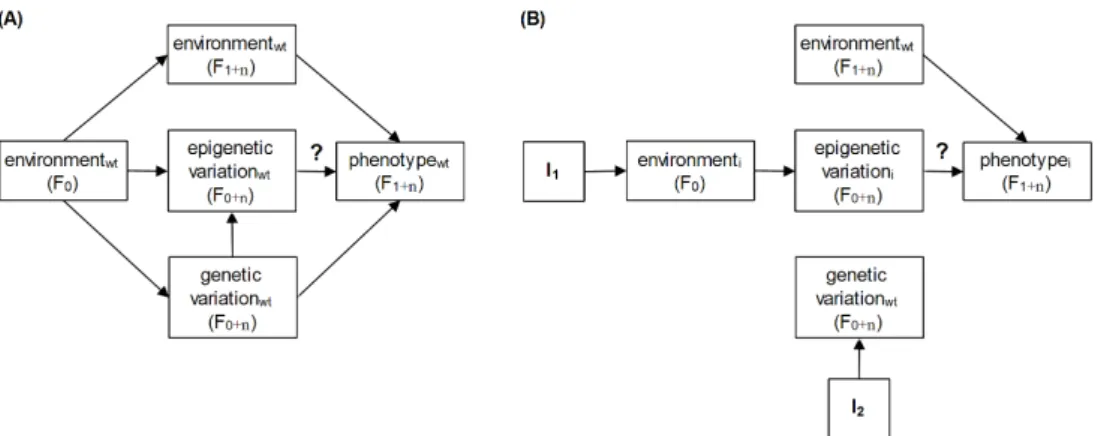 Figure 1: Two path diagrams representing the controlled experiment by Vastenhouw et al