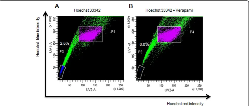 Figure 3 Cell sorting results. MCF-7 cells were labeled with Hoechst 33342 and analyzed by flow cytometry (A) or with the addition ofVerapamil (B) SP cells appeared as the Hoechst low fraction in the P3 gate about 2.5%, while non-SP cells retained high lev