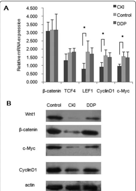 Figure 7 The Wnt/b-catenin pathway was down-regulated inthe CKI group and up-regulated in the DDP group