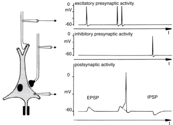 Figure 1 illustrates the excitatory and inhibitory postsyn-aptic potentials. It also shows the generation of an action