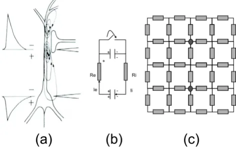 Figure 2equivalent circuit for a neuronequivalent circuit for a neuron. An excitatory post syn-aptic potential, an simplified equivalent circuit for a neuron, and a resistive network for the extracellular environment