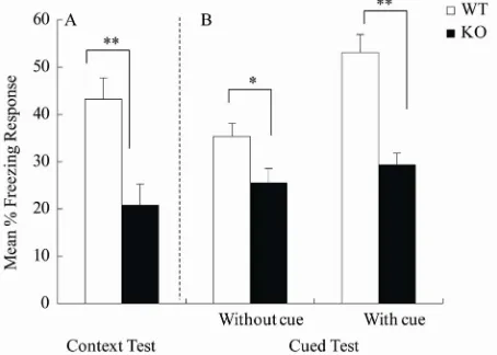 Figure 1. Summary of contextual and cued-fear memory per-formance of wild-type (WT) and Arc/Arg3.1-deficient (KO) mice