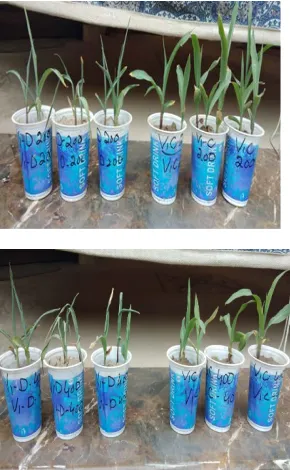 Figure 6: Hay Corn maize variety pre-soaked with 0ppm, 200ppm and 400ppm Proline grown under control and drought condition