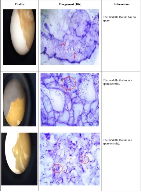 Table 2. The process of Cystocarp development based on observations and histological tests
