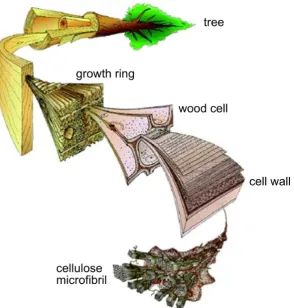 Figure 6: Hierarchical structure of cellulose from microﬁbril to tree (Image credit:Mark Harrington, University of Canterbury).