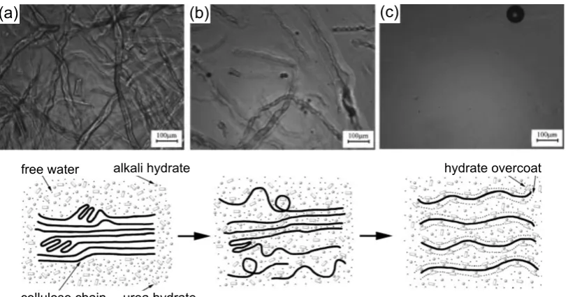 Figure 14: Optical microscopy and schematic of the dissolution process of cellulosein aqueous NaOH/urea solution precooled to -10 °C from (a) the ini-tial undissolved to (b) the swollen and (c) fully dissolved state (Cai andZhang, 2005; with kind permission of John Wiley and Sons).