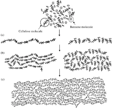 Figure 19: Schematic model for the structural formation of cellulose by regenera-tion in benzene: (a) formation of a wavy cellulose sheet with hinge-likejoints by hydrogen bonding; (b) formation of predominantly amorphousregions by hydrophobic interactions; (c) contact and sticking together ofthe structural units to form mostly amorphous regenerated cellulose (re-produced from Miyamoto et al., 2009, with kind permission of Elsevier).