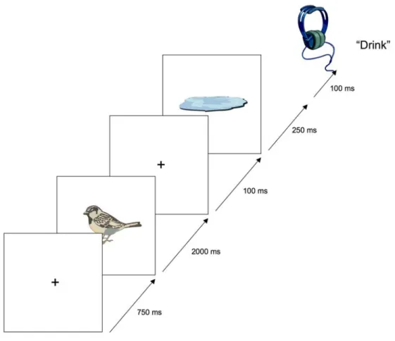 Fig. 2.3. Schematic of the trial procedure for the target ‘drink’. 