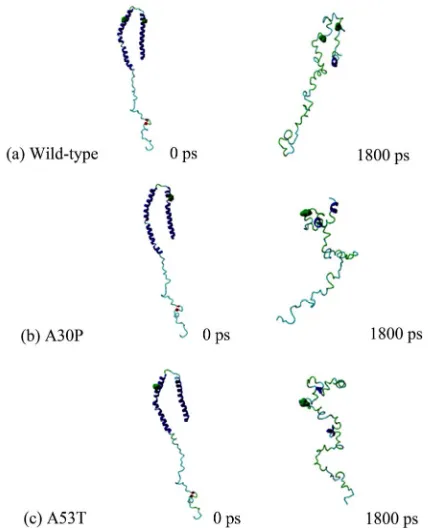 Figure 1. At the end of the unfolding MD, wild-type alpha-synuclein still resembles somewhat the initial “candy-cane” structure, while the mutants have assumed 