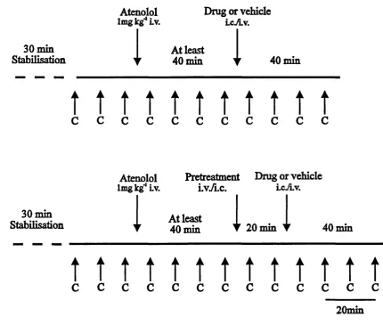 Figure 2.1 Rabbit and rat e^erimental protocols; 1. Drug alone; 2. Pretreatment then drug.