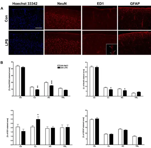 Figure 3Histological analysis of regional LPS induced changes of cell number, micro- and astroglial activationvessel