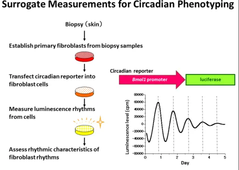 Figure 2 Surrogate measurements for circadian phenotypes.
