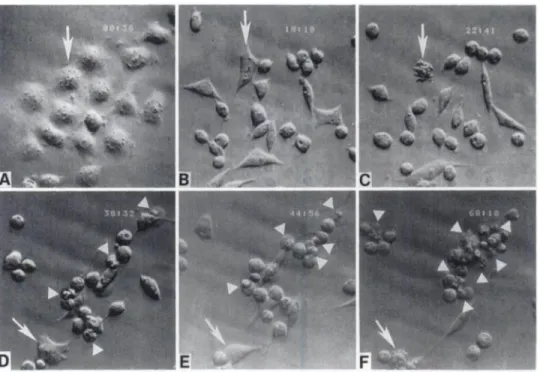 Fig. 2. Cell cycle distribution of AT-3 cells following exposure to 500 ElMTO determined by bivariant (i.e.