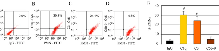 Figure 4immunofluorescenceRat peritoneal PMNs are associated with the early proteins of the complement system but not C5b-9/MAC in vitro, shown by Rat peritoneal PMNs are associated with the early proteins of the complement system but not C5b-9/MAC in vitr