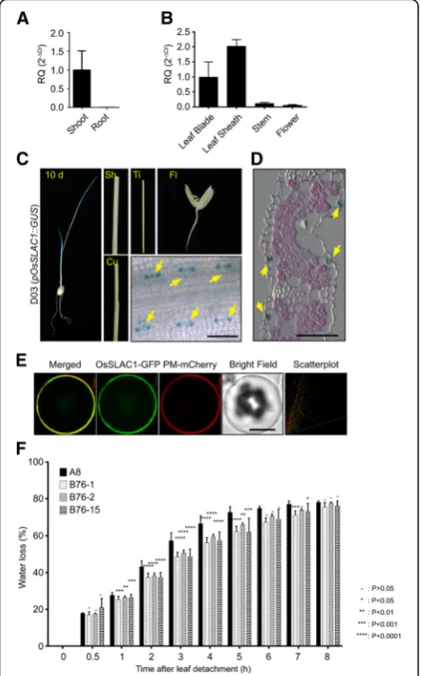 Fig. 1 OsSLAC12 and 15) and control line (A8: empty vector transgenic plant).The values depict the average and ± SD with 3 replications.ANOVA analysis was performed by comparing with water loss is specifically expressed in rice guard cells andOsSLAC1-GFP l