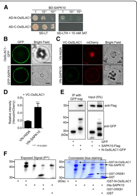 Fig. 3 SAPK10 physically interacts with OsSLAC1 and phosphorylatescoexpressed in rice protoplasts