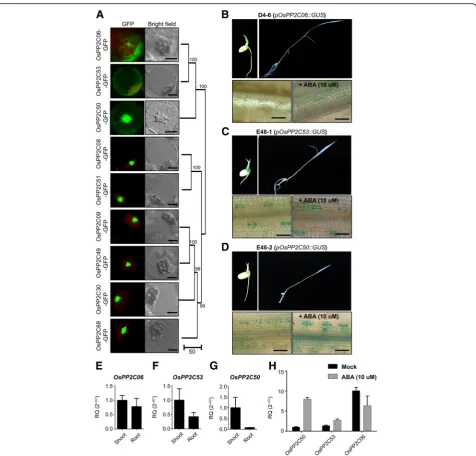 Fig. 4 Expression ofpromoter-GUSRT-qPCR analysis ofβOsPP2CAs were observed in rice protoplasts