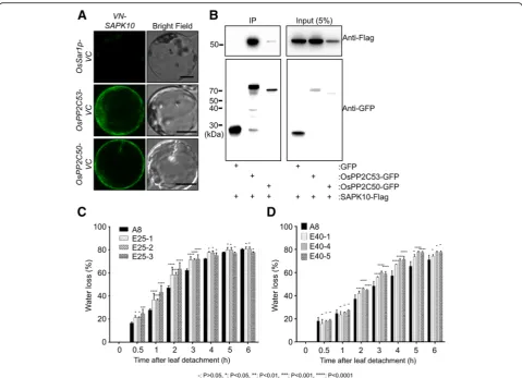 Fig. 5 OsPP2C50 and OsPP2C53 physically interact with SAPK10 and their overexpression promotes water loss.OsPP2C50-GFP and SAPK10-Flag expressed in rice protoplasts