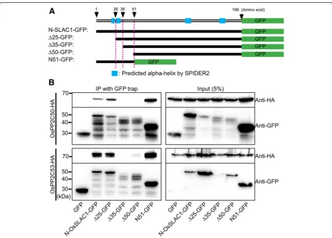 Fig. 6 OsPP2C50 and OsPP2C53 directly interact with OsSLAC1-N-terminal region. a Diagram of deletion mutant constructs of OsSLAC1 used forco-IP