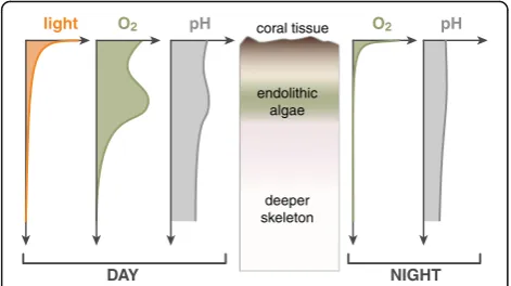 Fig. 4 Micro-environmental gradients through a vertical cross-section of the skeleton of a massive coral species dominated by anOstreobium algal band
