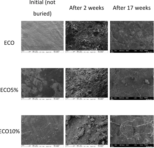 Figure 3: SEM micrographs of the EcobrasTMcomposites samples after 17 weeks of biodegradation burial test   and ECO10%  