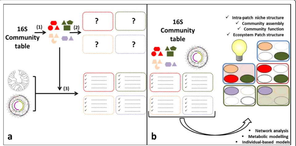 Fig. 2 Framework implementation towards an increased understanding of microbial ecosystems.structure, genomic databases, and pylo-niche characteristics to prime complementing network analysis, metabolic, and individual-based modelswill translate into an un