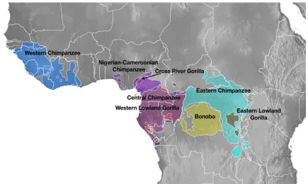 Figure 1.1  African ape geographic distribution African ape distribution adapted by Peter Sudmant from Figure 1a from Prado-Martinez, Sudmant, Kidd, Li, Kelley, Lorente-Galdos, et al