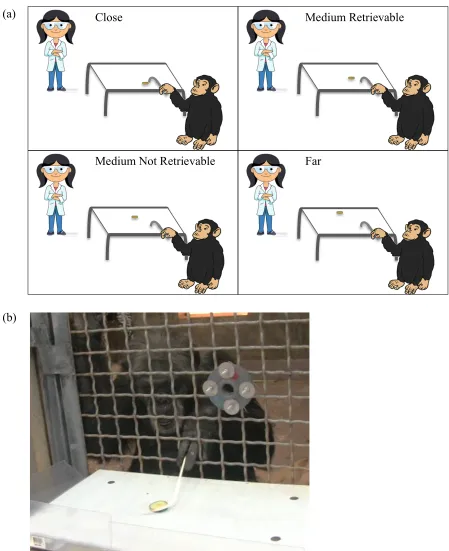 Figure 3.1  Experimental set-up and retrieval example Depiction of (a) experimental set-up and (b) retrieval by a chimpanzee on the tool task using a hook/J-shaped tool