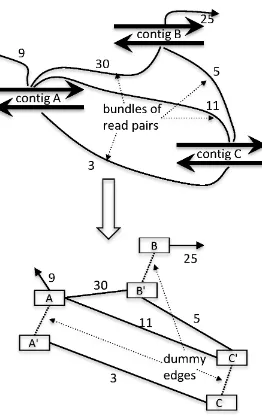 Figure 2.3 Contigs A, B, and C with connecting bundles of read pairs and the correspondingscaﬀolding graph