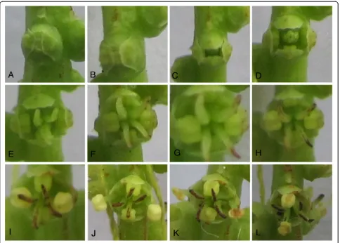 Table 1 The pollen viability and stigma receptivityof T. sinense