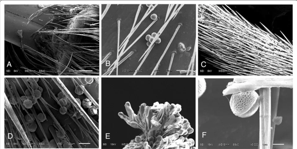 Figure 4 Pollen quantity of T. sinense in different distances from the pollen source.