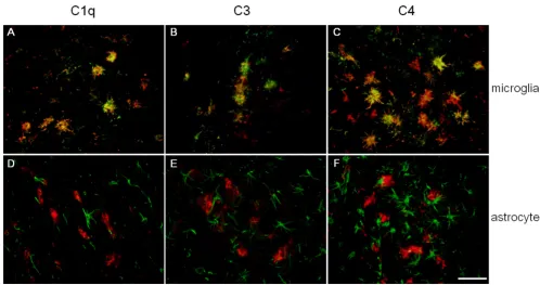 Figure 4C1q, C3, and C4 are expressed in activated microglia not astrocytesC1q, C3, and C4 are expressed in activated microglia not astrocytes