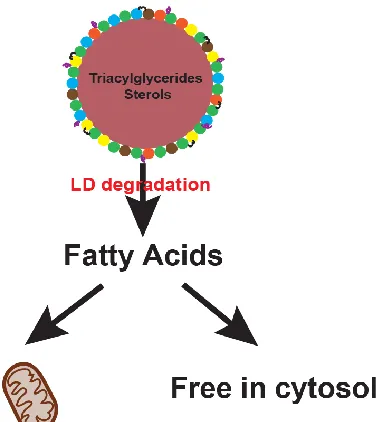Figure 1.1.1 Schematic representation of lipid droplet structure and its fates 