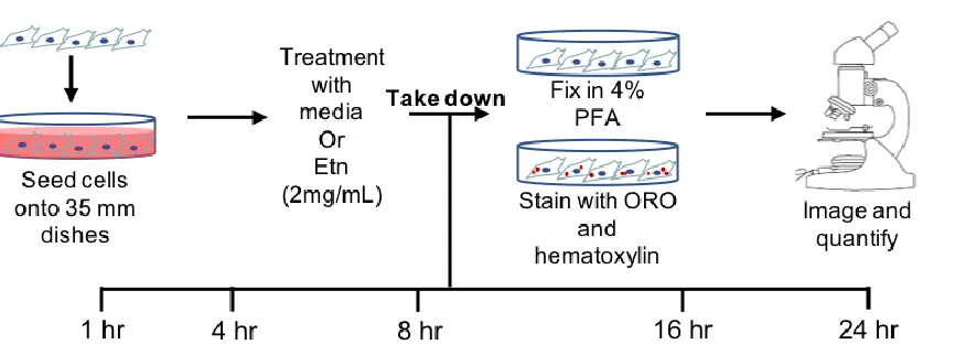 Figure 2.4.1 Schematic overview of methodology used in Aim 1 