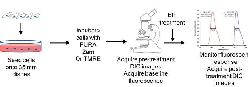 Figure 3.4.1 Schematic representation of methodology used for Aim 2  