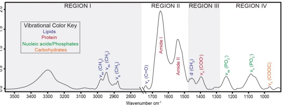 Figure 5.1.1 Commonly observed FT-IR spectral regions in biological samples  
