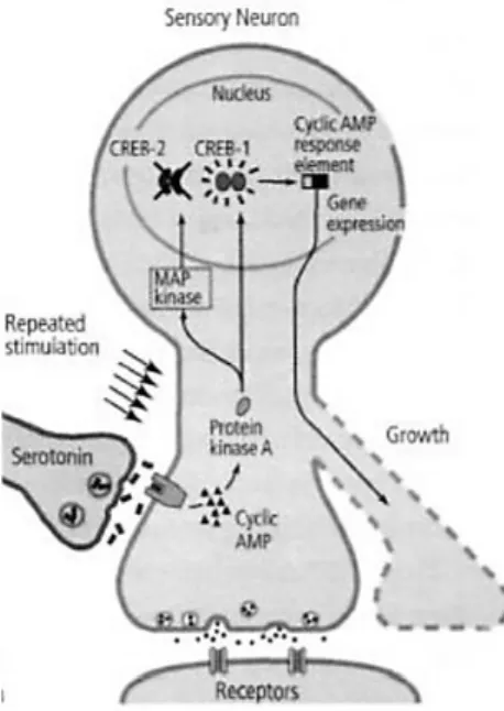 Figure  7.  The  complex  molecular  system  of  long-term  facilitation  composed of entities (neurons, proteins and genes) and activities (like  protein movements and gene expressions) (Kandel, 2006, p