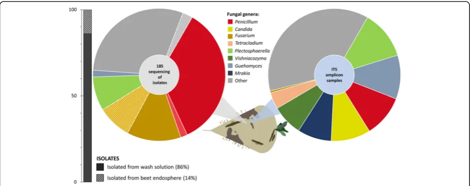 Fig. 1 Comparison of 18S rRNA gene fragment sequencing results of fungal strains isolated from beet clamps in Austria and Germany and ITSsequencing of amplicon samples