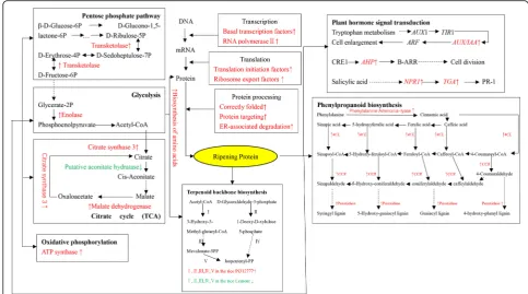 Fig. 6 Schematic molecular pathway depicting the changes in the rice root transcriptome under induction treatment by barnyard grass roothydroxymethylglutaryl-CoA reductase; II: 1-deoxy-D-xylulose-5-phosphate synthase; III: mevalonate kinase; IV: isopenteny