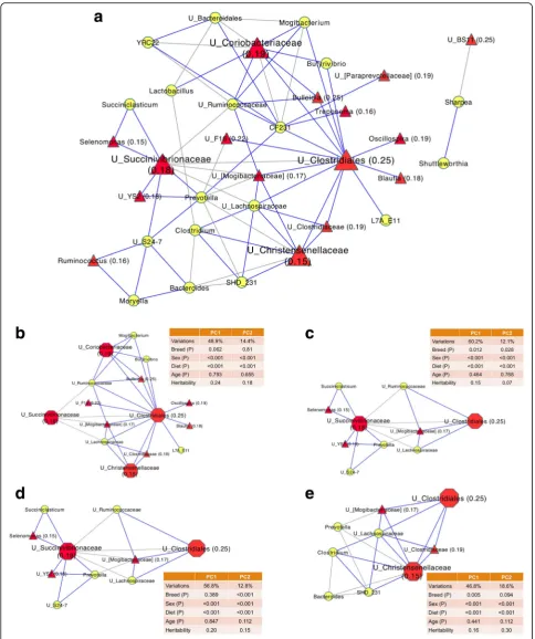 Fig. 5 Co-occurrence network of rumen microbial taxa (represented by yellow circle. Values in the parentheses are heritability estimates of heritable taxa