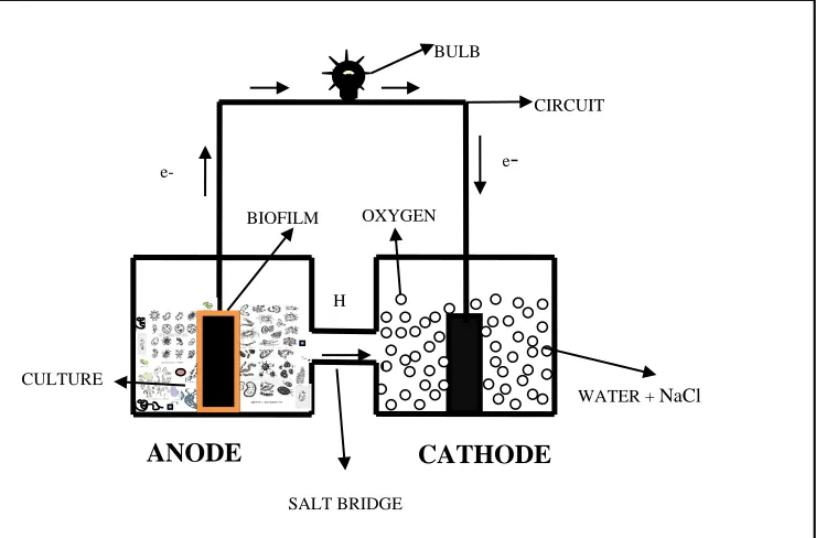 Fig 1: Schematic diagram of a typical two-chamber MFC  