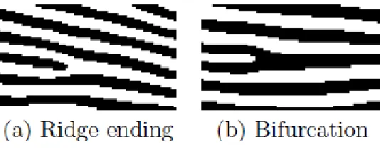 Figure 1 Example of a ridge ending and a bifurcation (Rishabh & Prashant 2011) 
